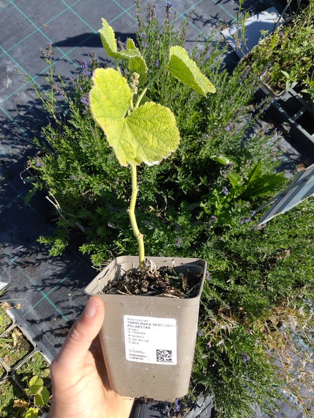 Stockrose Spotlight Polarstar - 12. 8. 2026