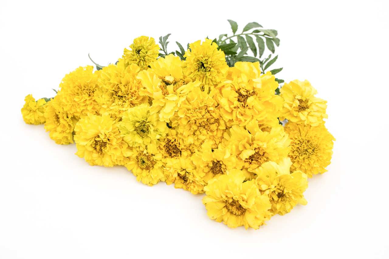 Marigold Imperiale Yellow, Loukykvět