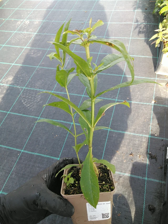 Kiiltoleimu Duchess of York - 31. 10. 2025