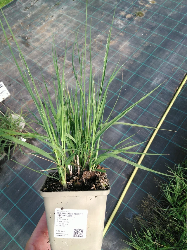 Siniheinä Heidebraut - 24. 6. 2025