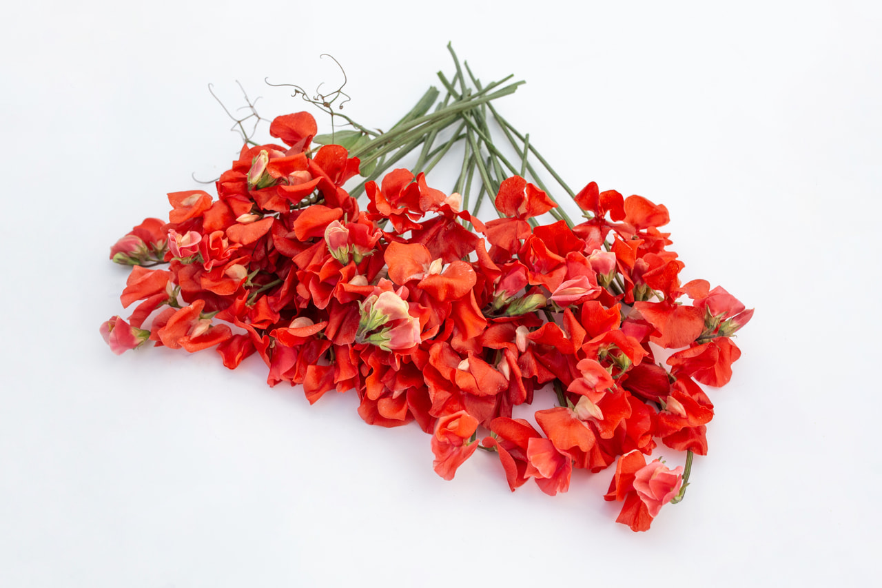 Lathyrus Spring Sunshine Orange, Loukykvět