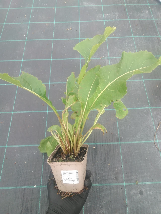 Preeriahelmikki - 10. 9. 2025