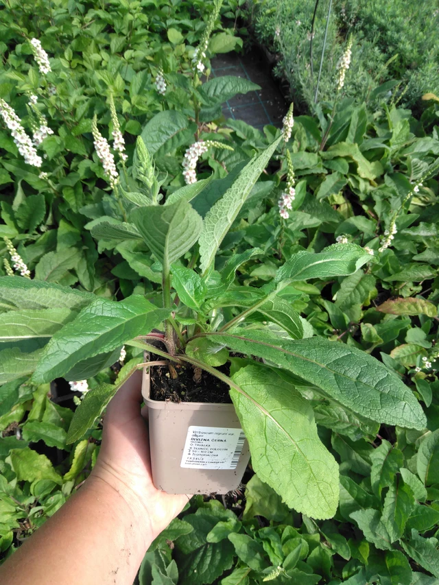 Verbascum nigrum - 2024