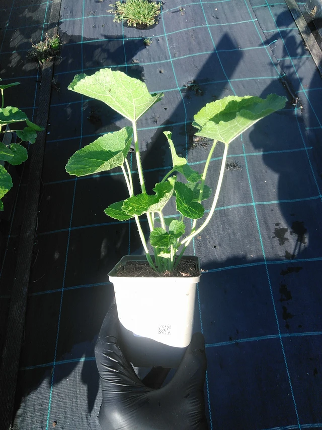 Salkoruusu Chaters Chamois - 1. 9. 2025