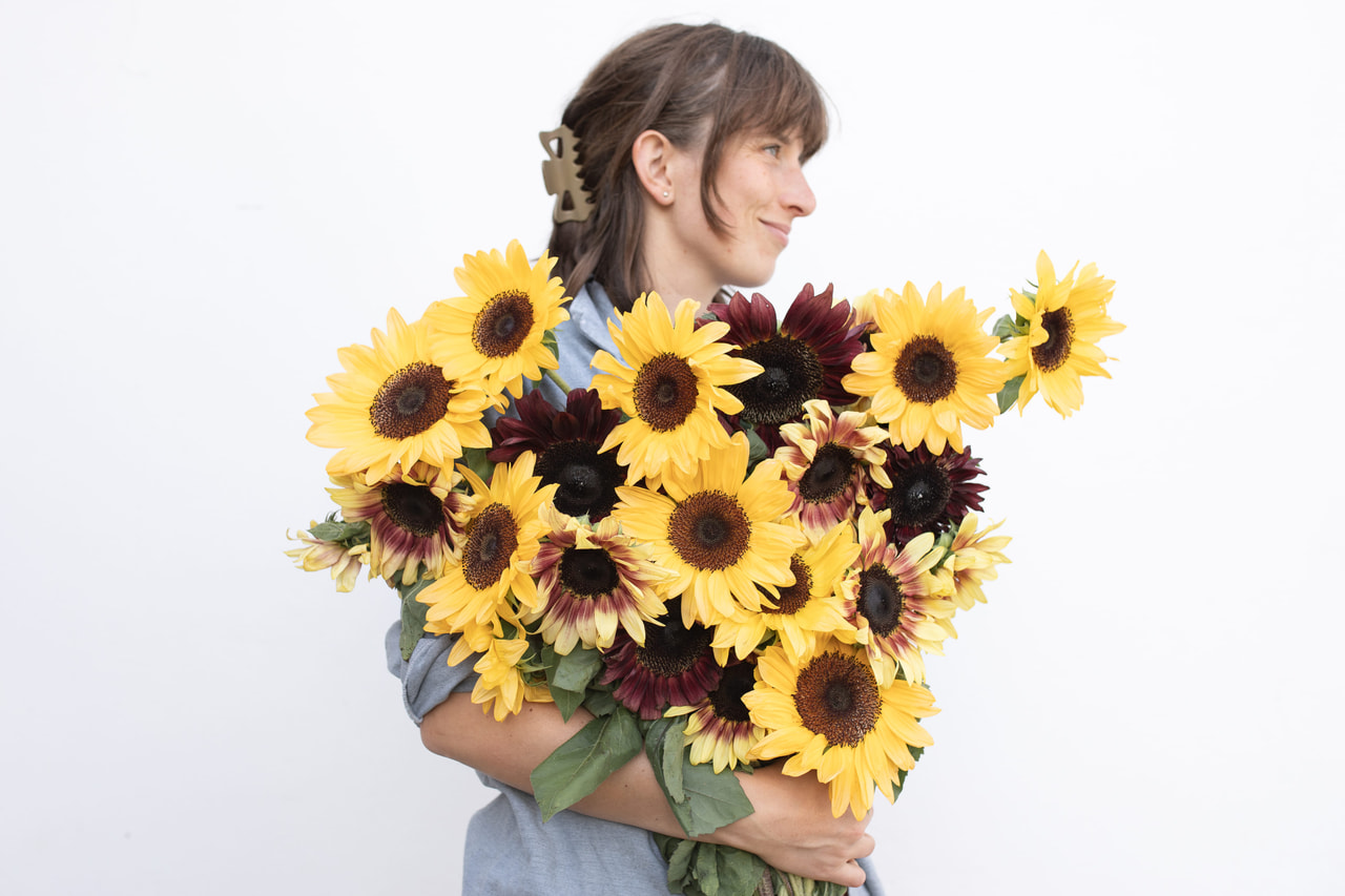 Sunflower ProCut Chocolate Peach Mix, Loukykvět