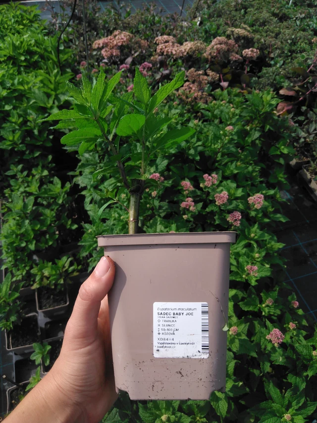 Punalatva Baby Joe - 2024