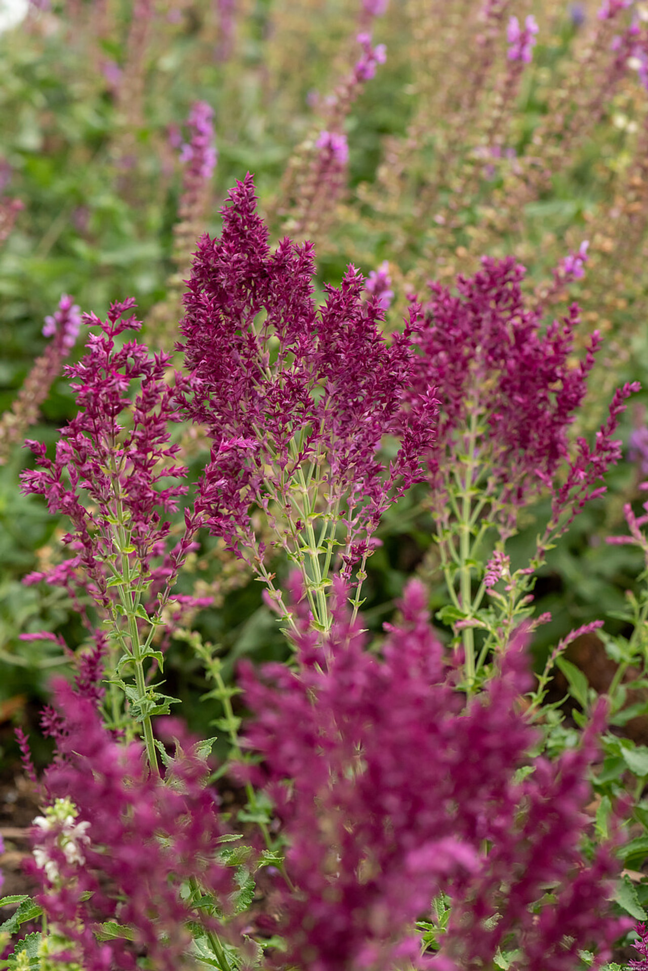 Lehtosalvia Schwellenburg, Loukykvět