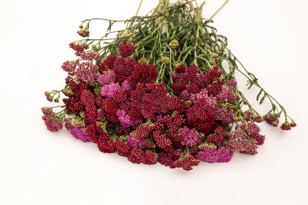 Siankärsämö Cerise Queen, Loukykvět