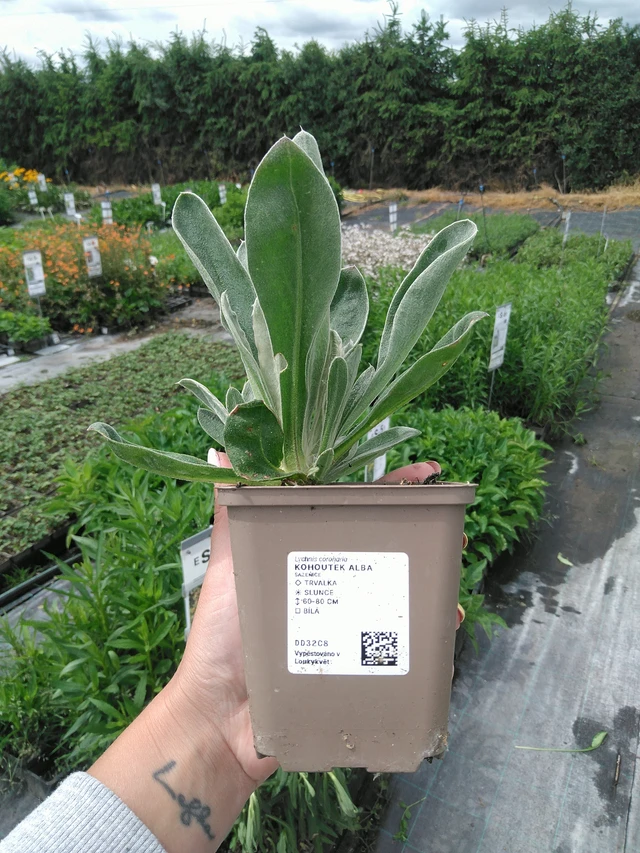 Campion Alba - 3. 6. 2026