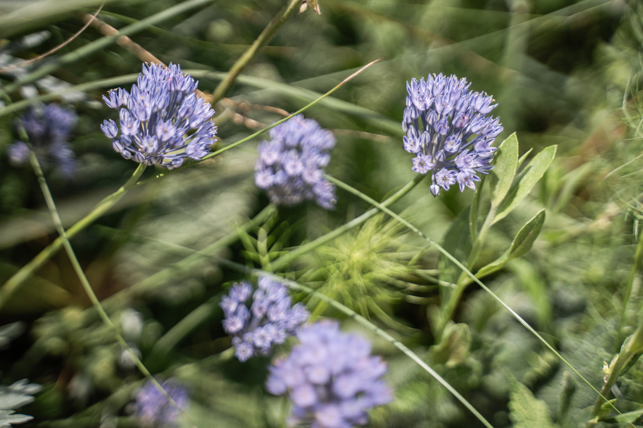 Allium caeruleum, Loukykvět