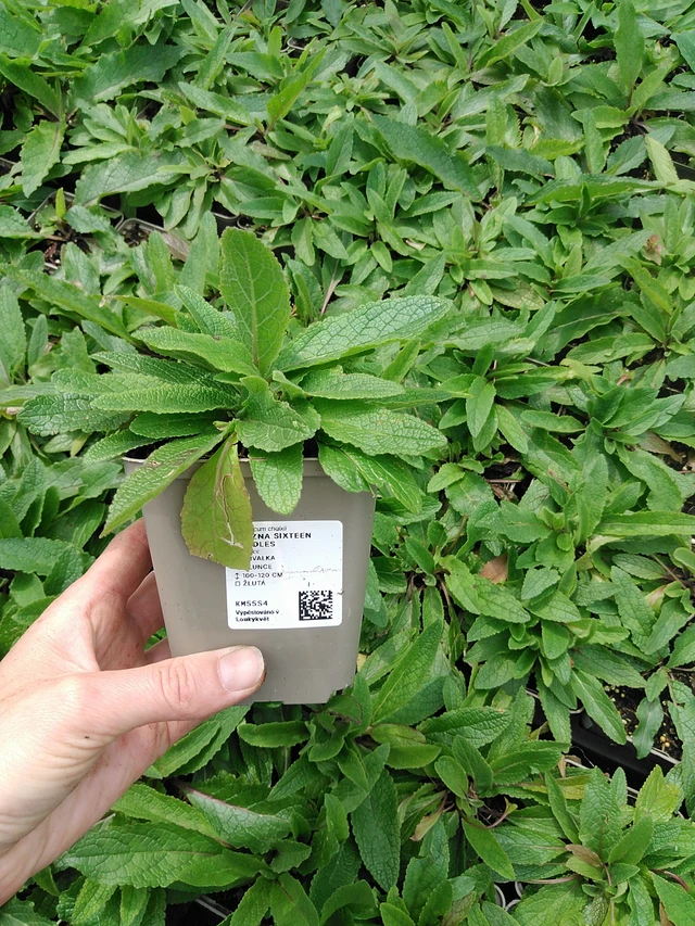 Gordolobo Sixteen Candles - 9. 6. 2025