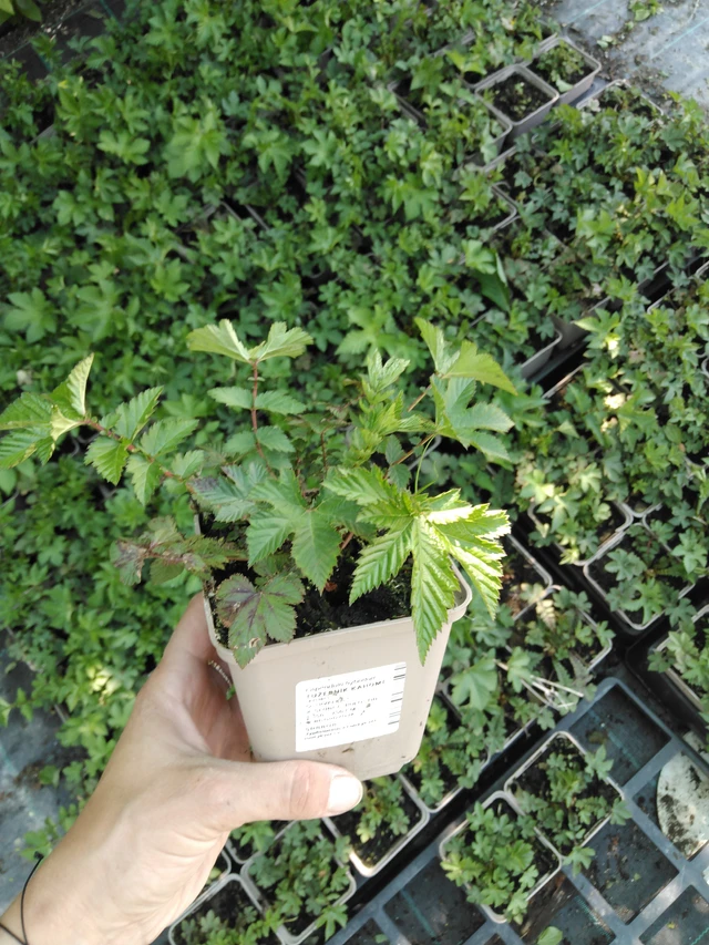 Filipendula Kahome - 2024