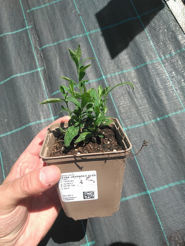 Tiukuasteri Alba - 24. 6. 2025