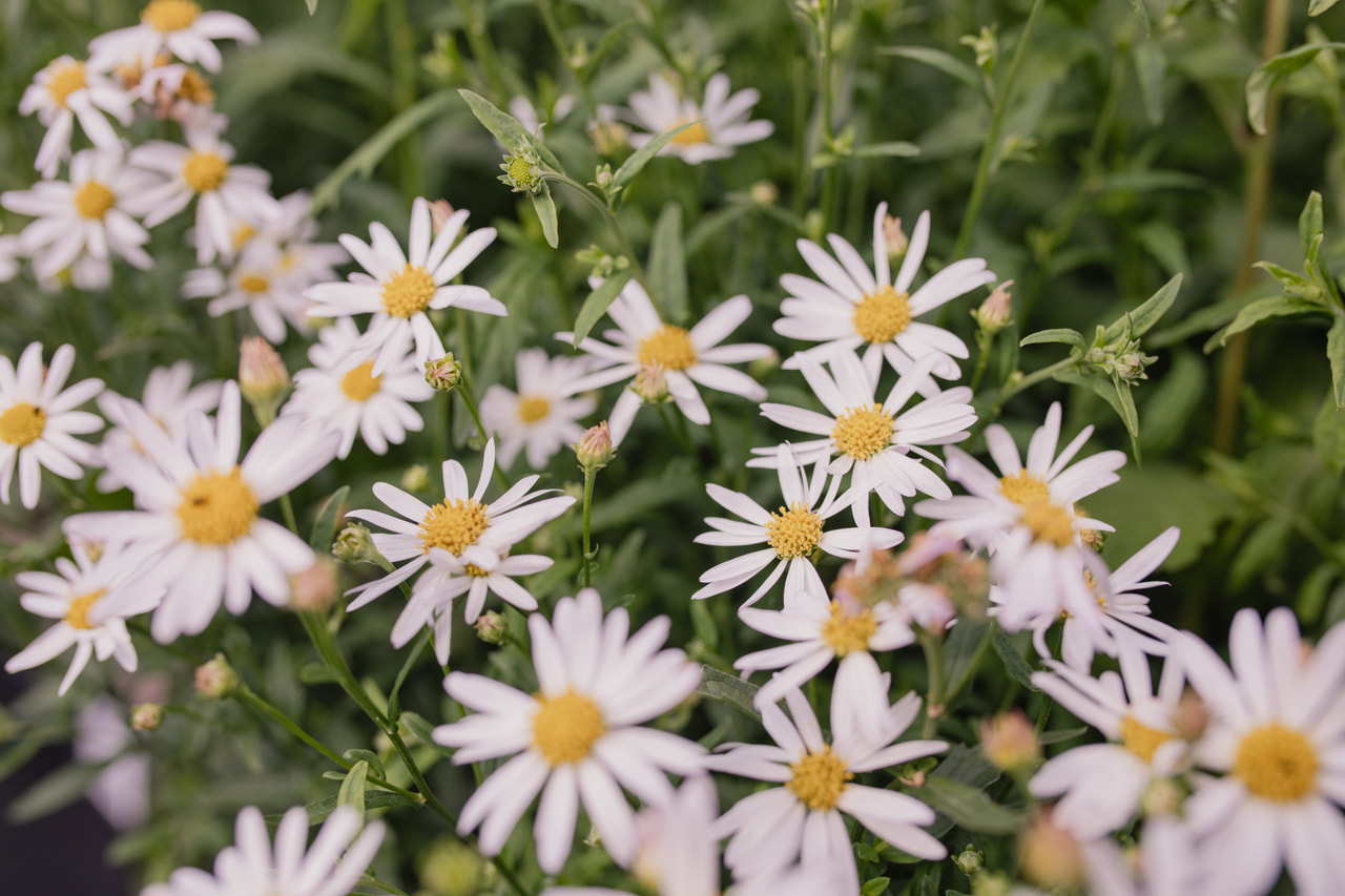Kiinaasteri Madiva, Loukykvět