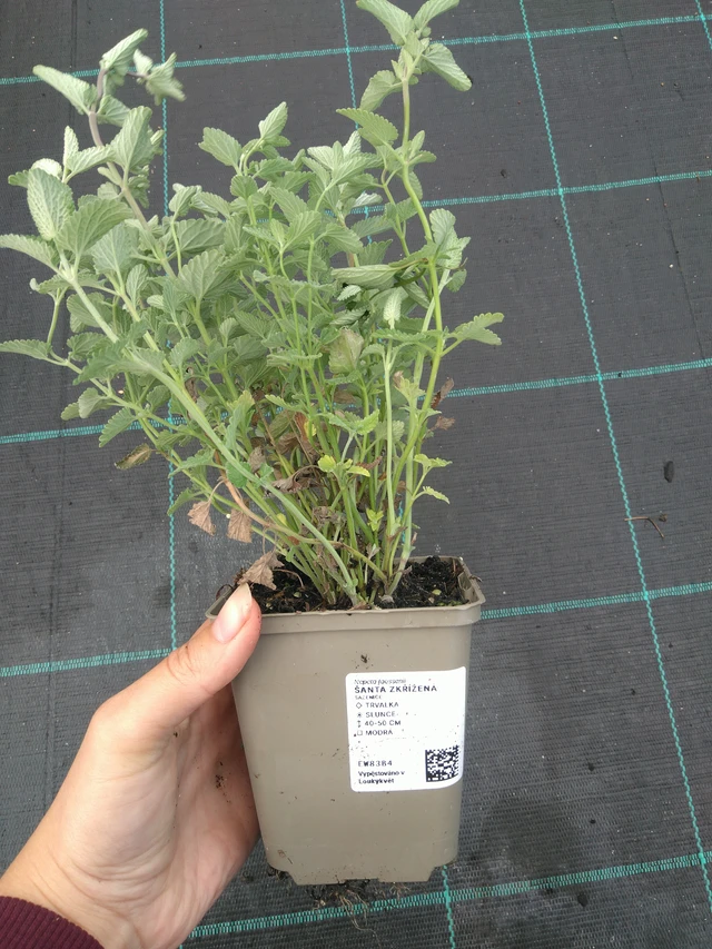 Mirrinminttu - 11. 7. 2025