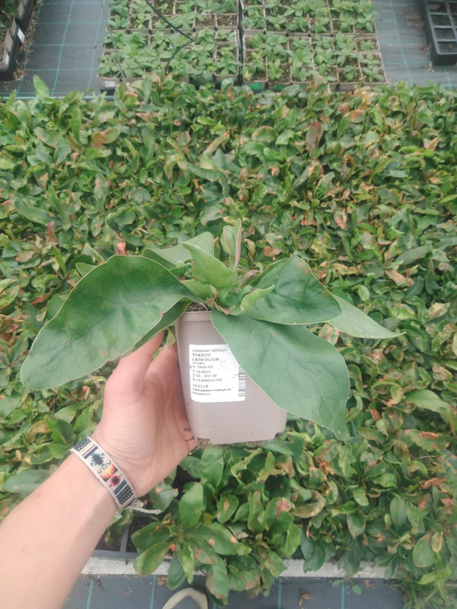 Hopeaikiviuhko - 2024