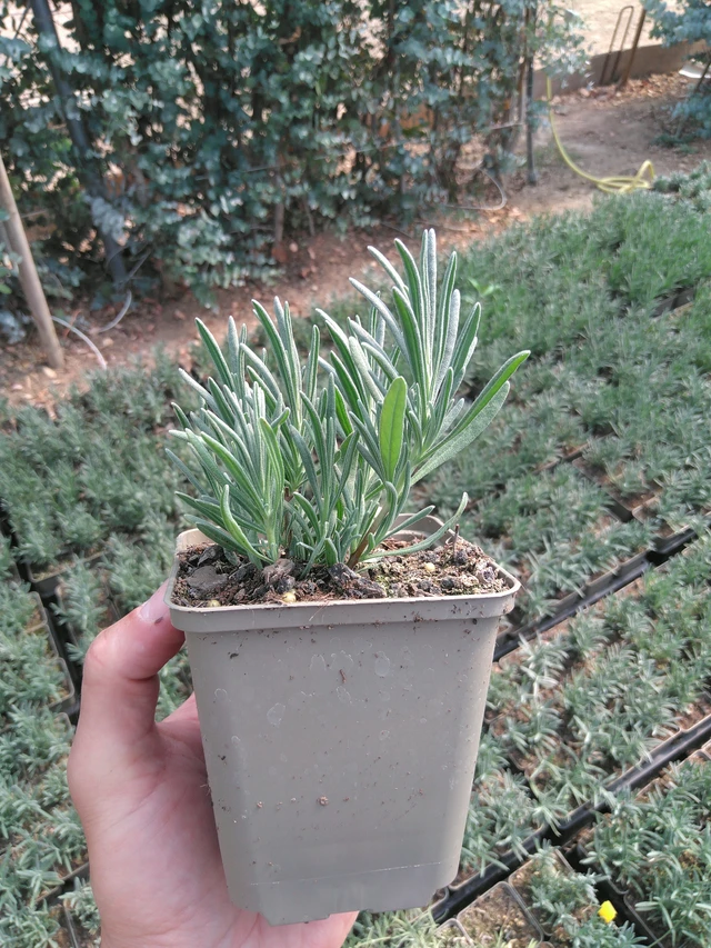 Laventeli Edelweiss - 20. 6. 2025