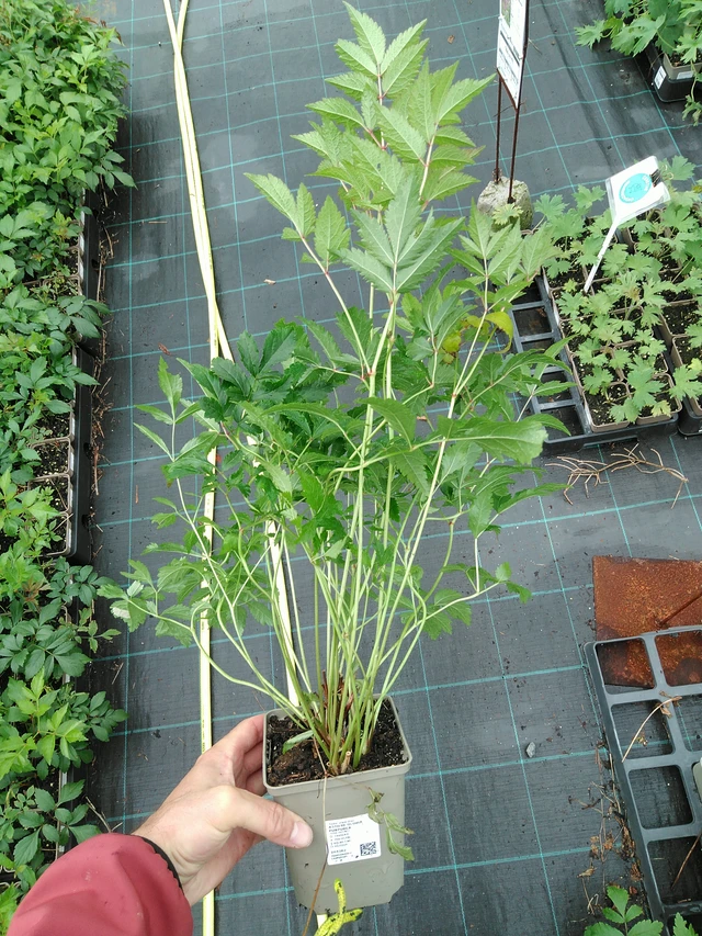 Jaloangervo Gloria Purpurea - 28. 7. 2025