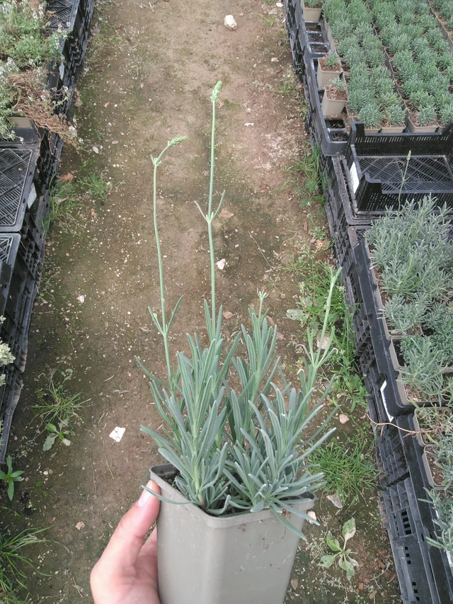 Laventeli Edelweiss - 25. 7. 2025