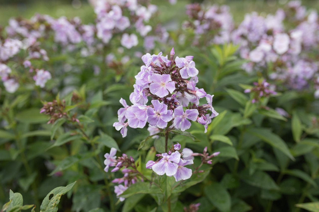 Leimu Franz Schubert, Loukykvět