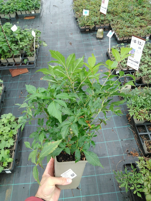 Jaloangervo Washington - 28. 7. 2025