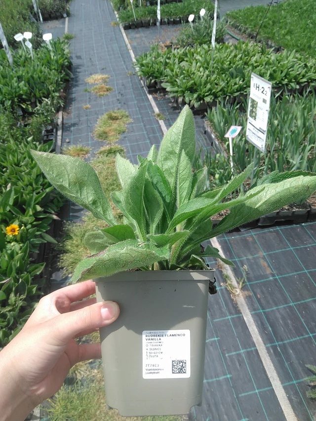 Rudbeckia Flamenco® Vanilla - 2. 6. 2026