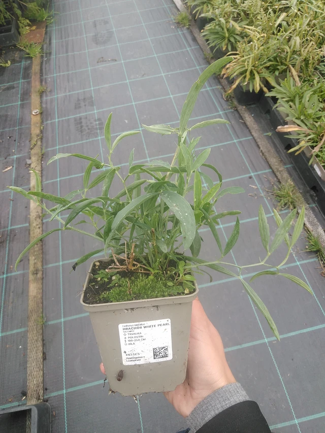 Tuoksuherne White Pearl - 10. 10. 2025