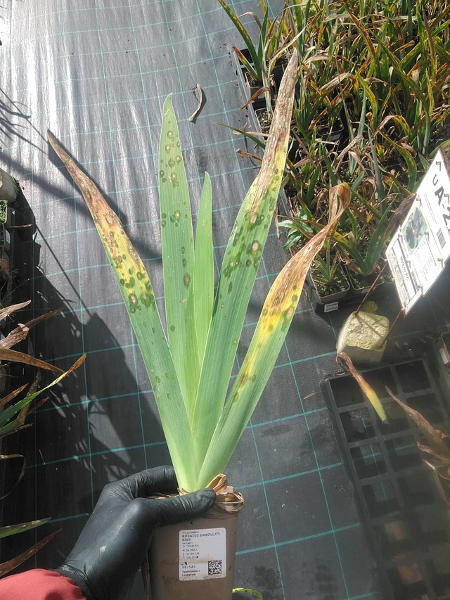 Kurjenmiekka Dracula's Kiss - 13. 10. 2025