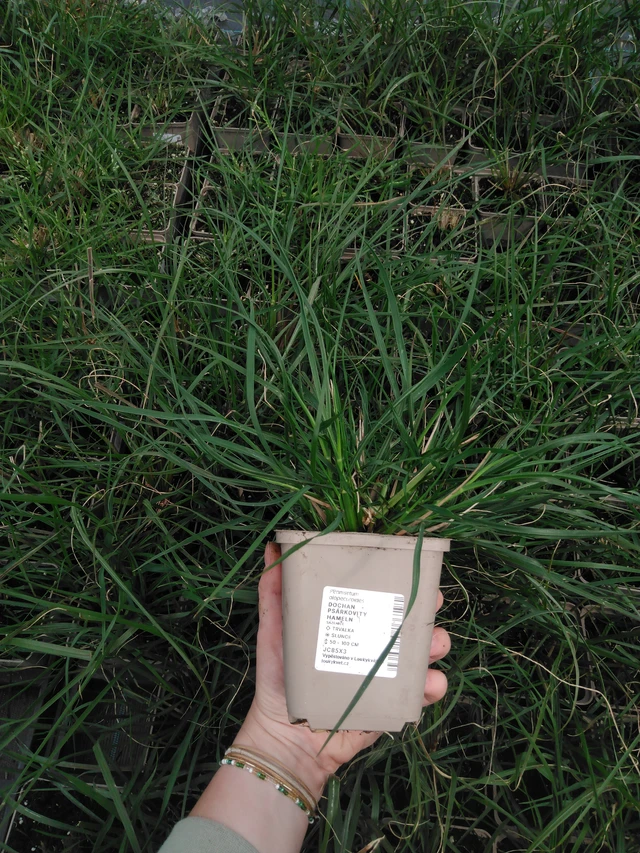 Herbe aux écouvillons Hameln - 2024