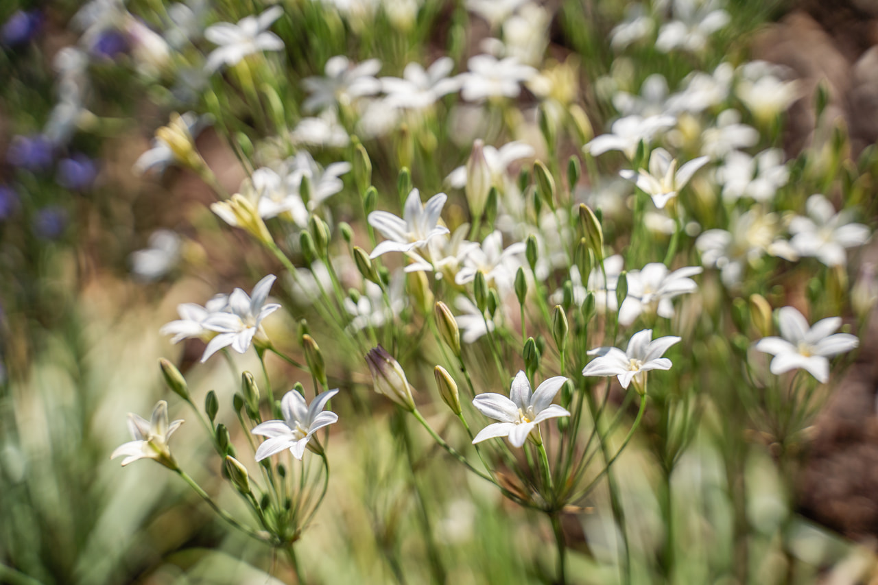 Tiukukukka Silver Queen, Loukykvět