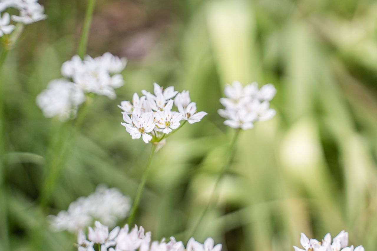Allium neapolitanum, Loukykvět