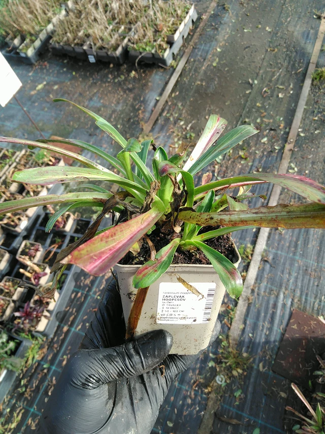 Komeahohdekukka - 31. 10. 2025