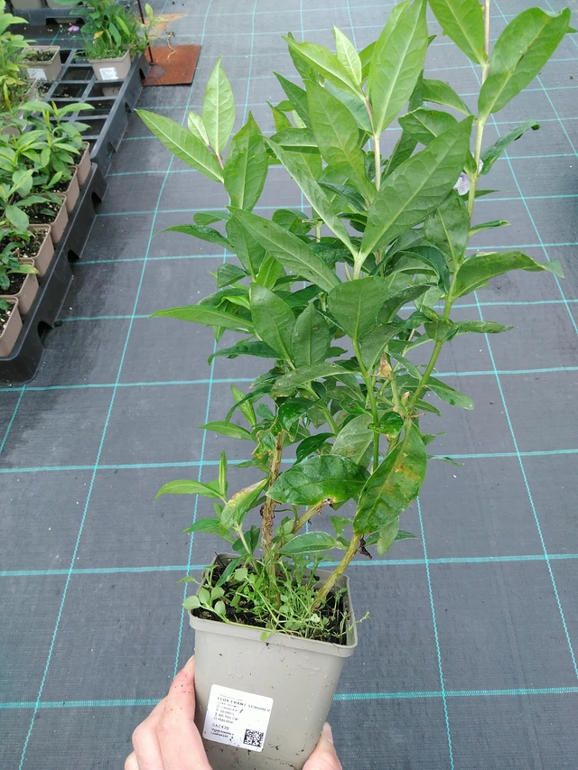 Leimu Franz Schubert - 28. 7. 2025