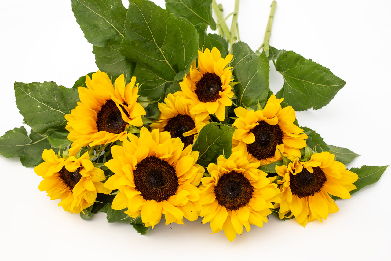 Zonnebloem ProCut Brilliance, Loukykvět