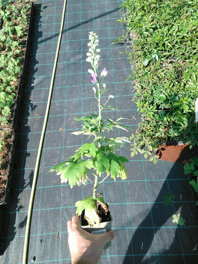 Espuela de caballero Magic Fountains Dark Blue (White Bee) - 19. 8. 2025