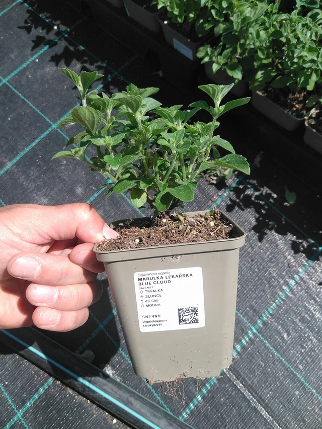 Käenminttu Blue Cloud - 24. 6. 2025