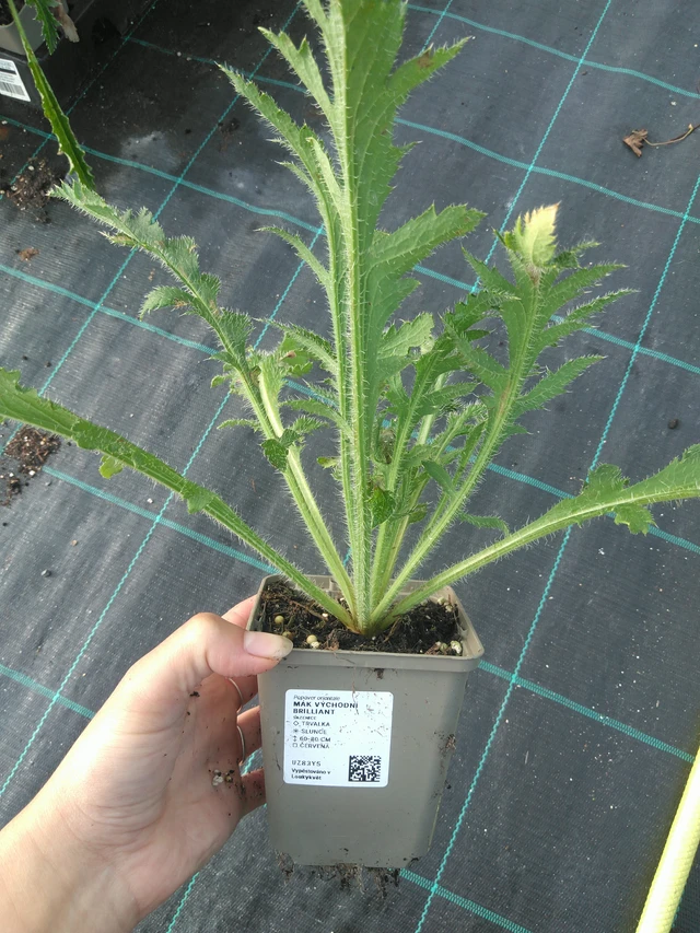 Idänunikko Brilliant - 11. 7. 2025