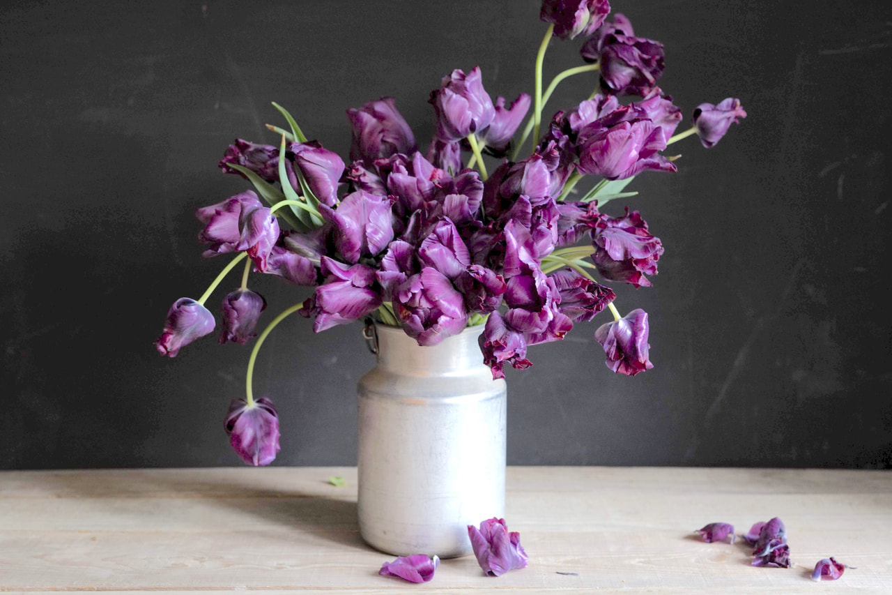 Tulipán Victoria's Secret, Loukykvět