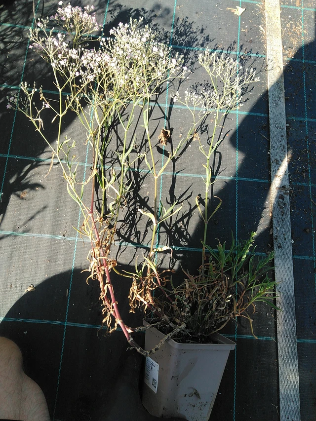 Morsiusharso Flamingo - 19. 8. 2025