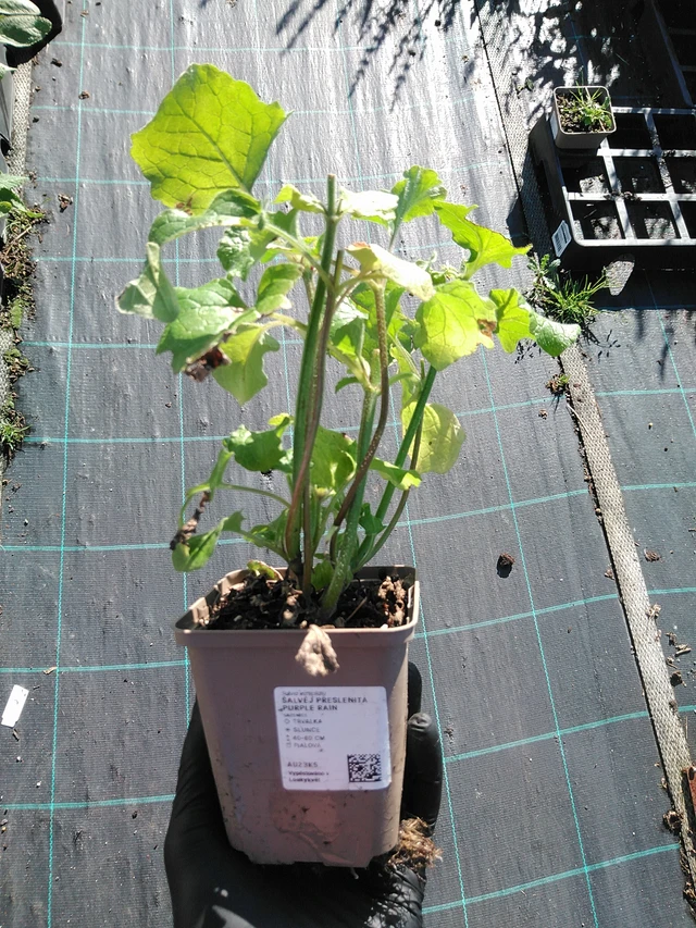 Salvia verticillata Purple Rain - 19. 8. 2025