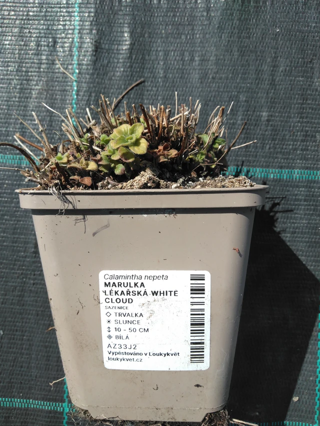 Käenminttu White Cloud  - 3. 4. 2025