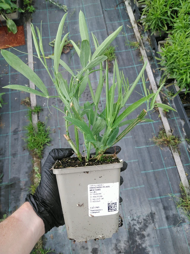 Tuoksuherne Pearl Mixture - 10. 9. 2025