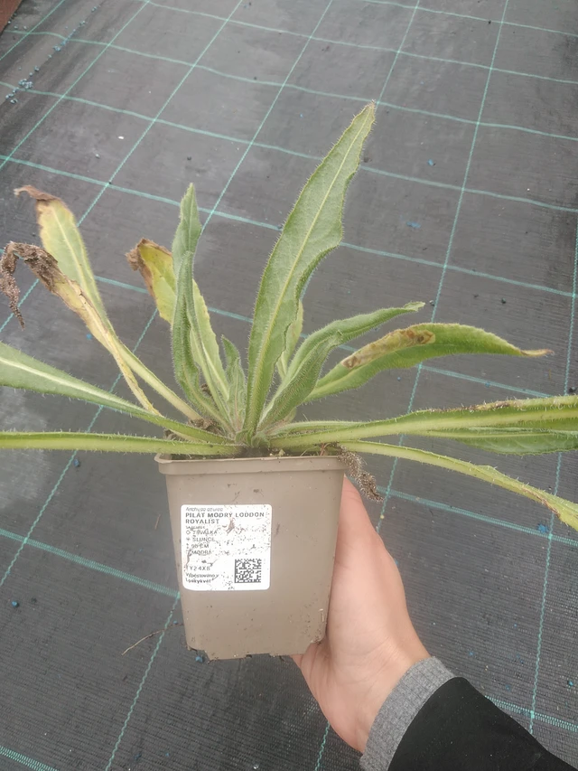 Italianrastas - 10. 10. 2025