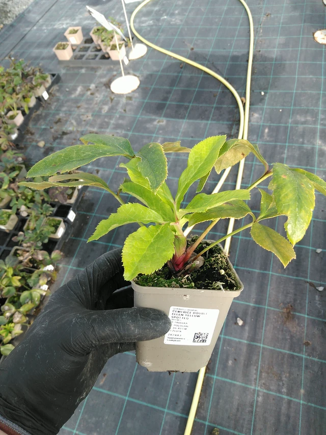 Jouluruusu Double Ellen Yellow Spotted - 31. 10. 2025