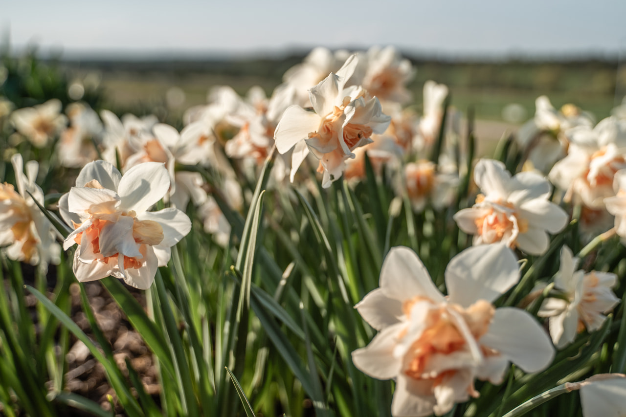 Narsissi Replete, Loukykvět