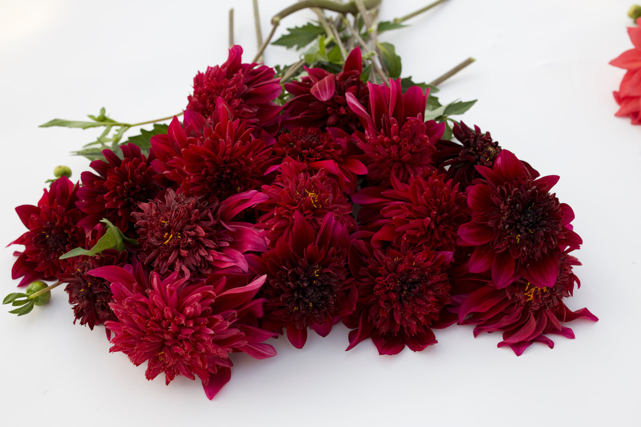 Dahlia Soulman, Loukykvět