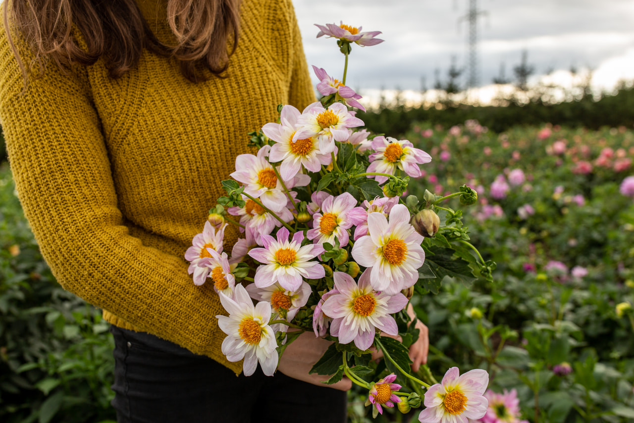 Daalia Teesbrooke Audrey, Loukykvět