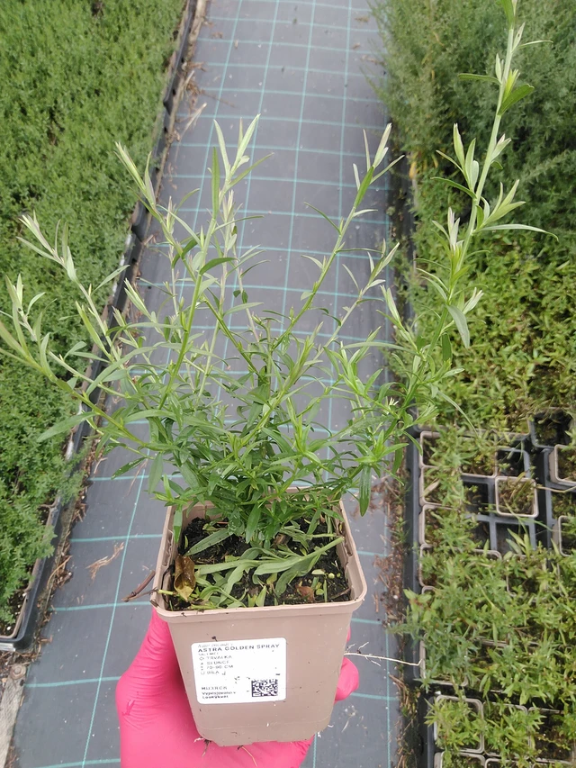 Asteri Golden Spray - 29. 7. 2025