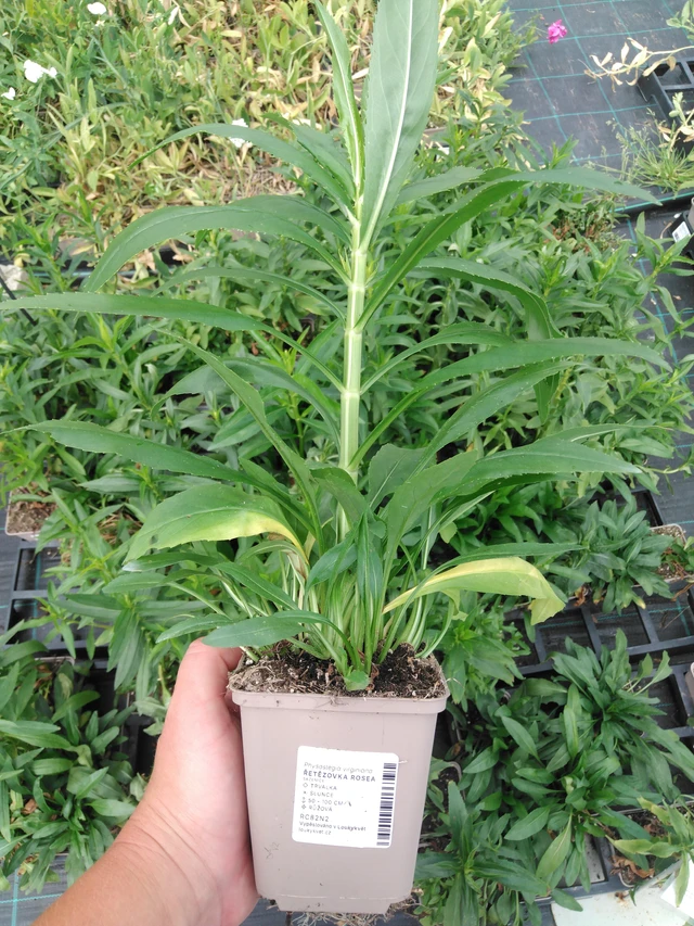 Kellopeippi Rosea - 2024