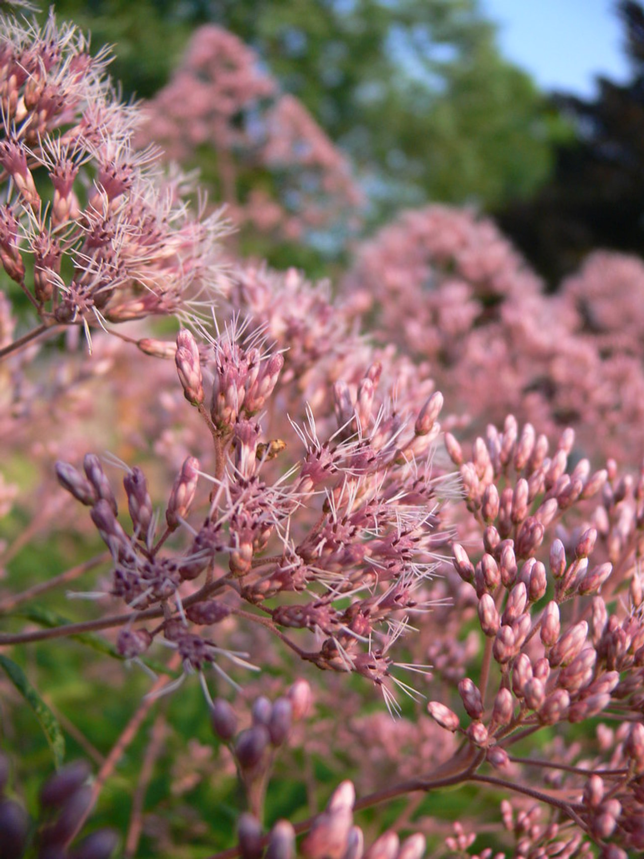 Purppurapunalatva, Loukykvět